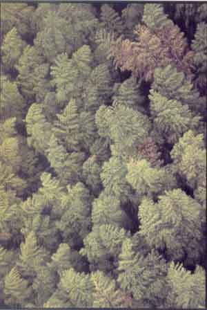 We have grasses for carpets, and trees for umbrellas. Kagoshima, Japan, 1960.